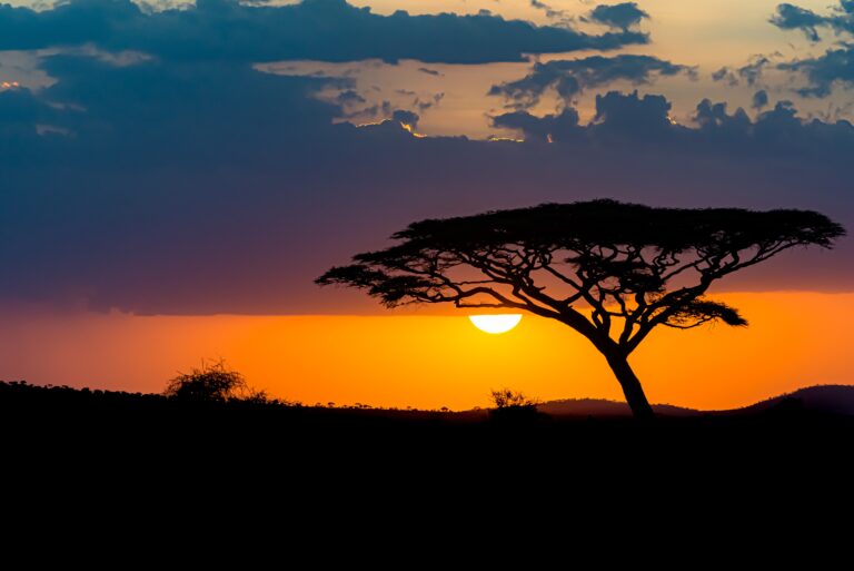 The mesmerizing view of the silhouette of a tree in the savanna plains during sunset